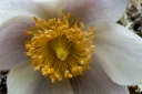 : Pulsatilla vernalis.