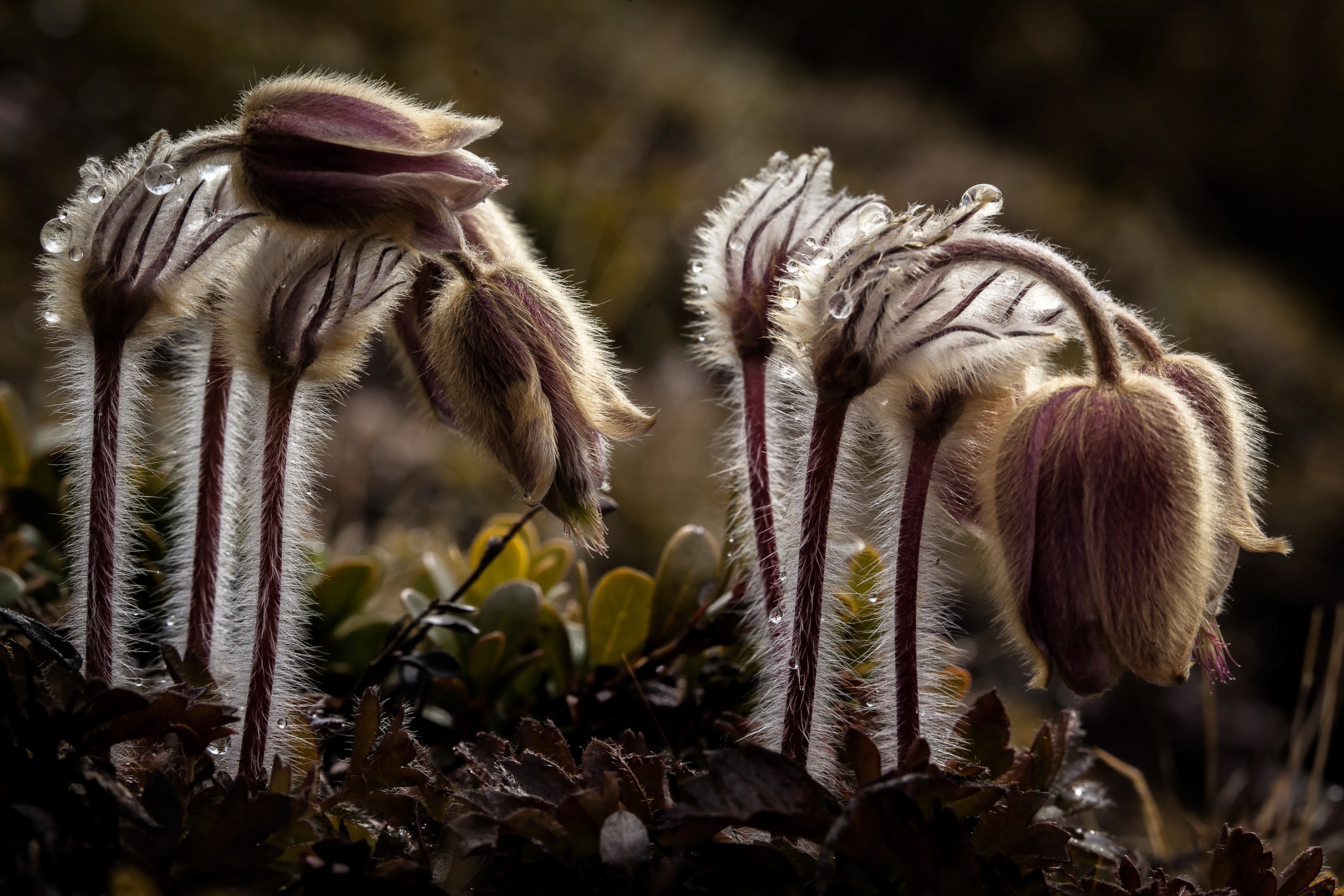 : Pulsatilla vernalis.