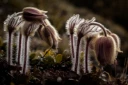 : Pulsatilla vernalis.