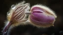 : Pulsatilla vernalis.