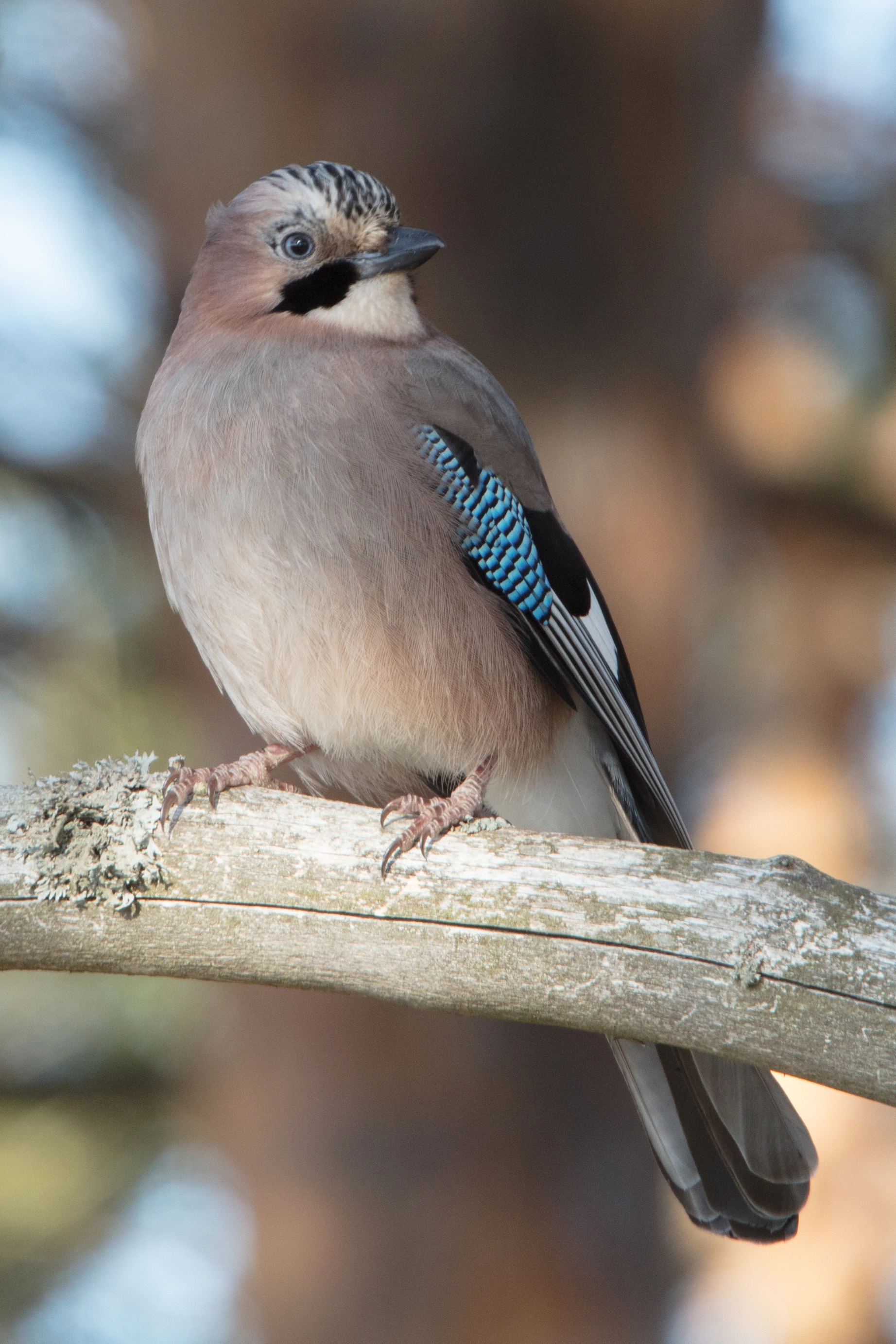 : Garrulus glandarius.