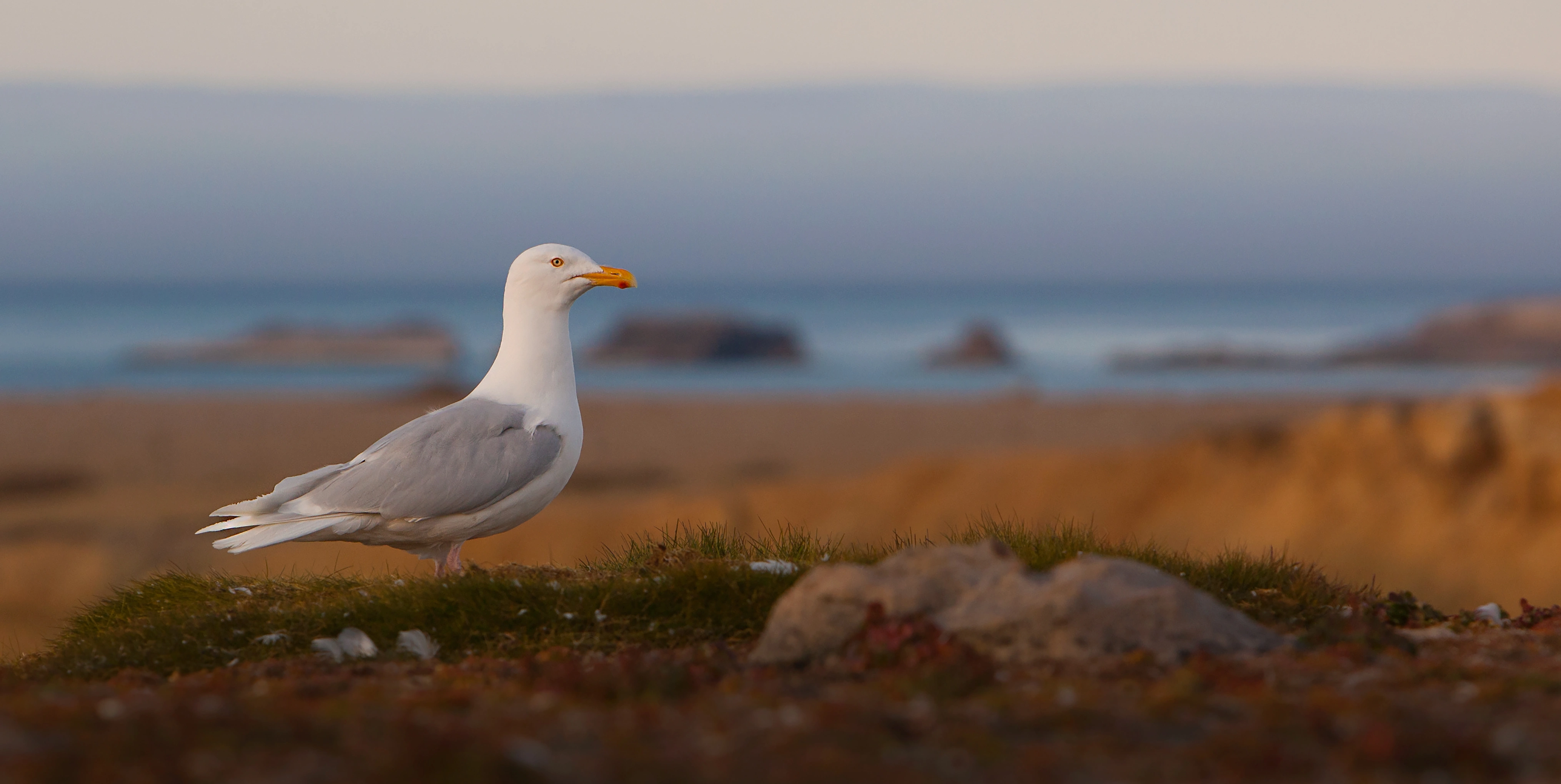 : Larus hyperboreus.