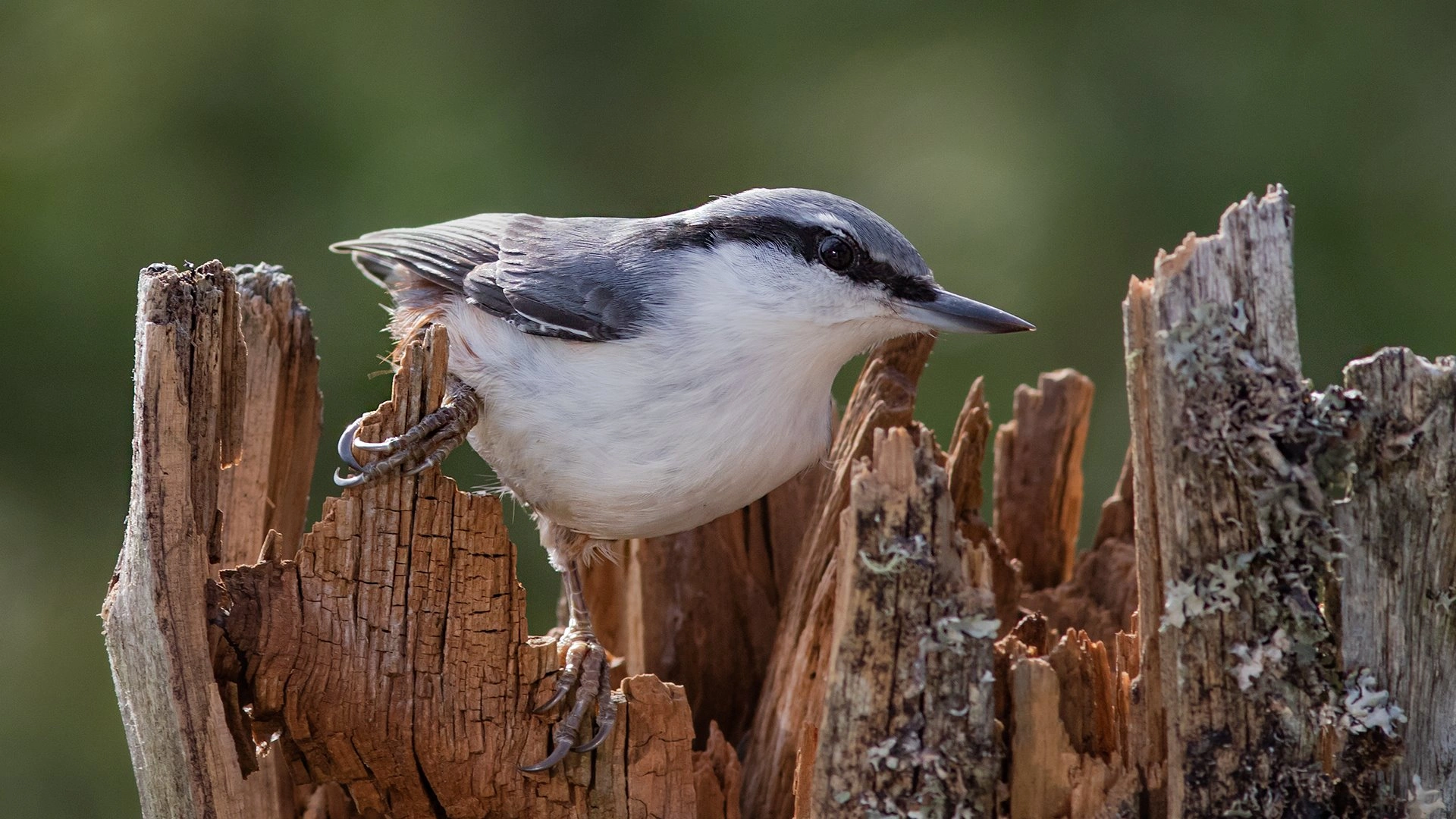 : Sitta europaea.