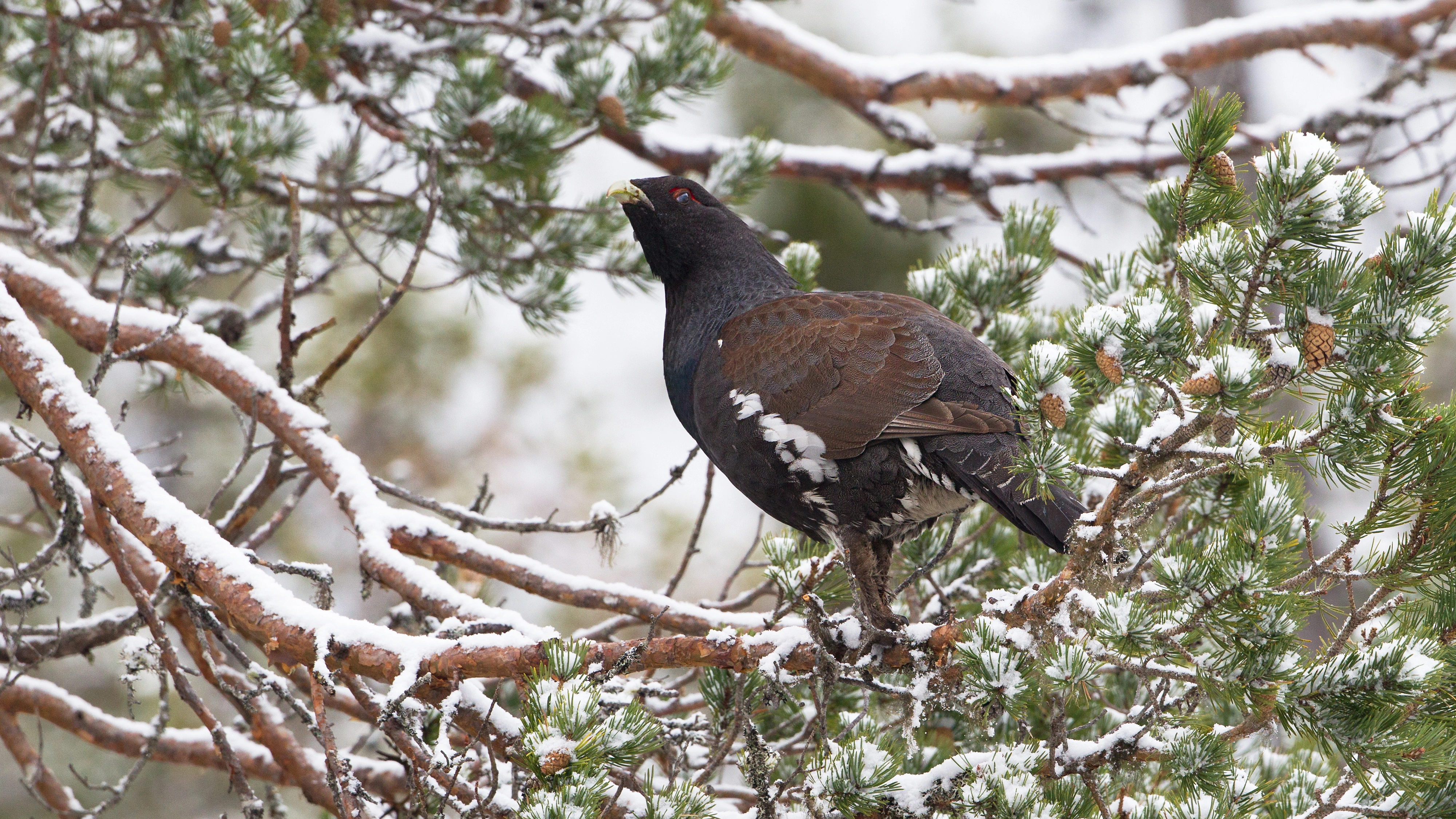 : Tetrao urogallus.