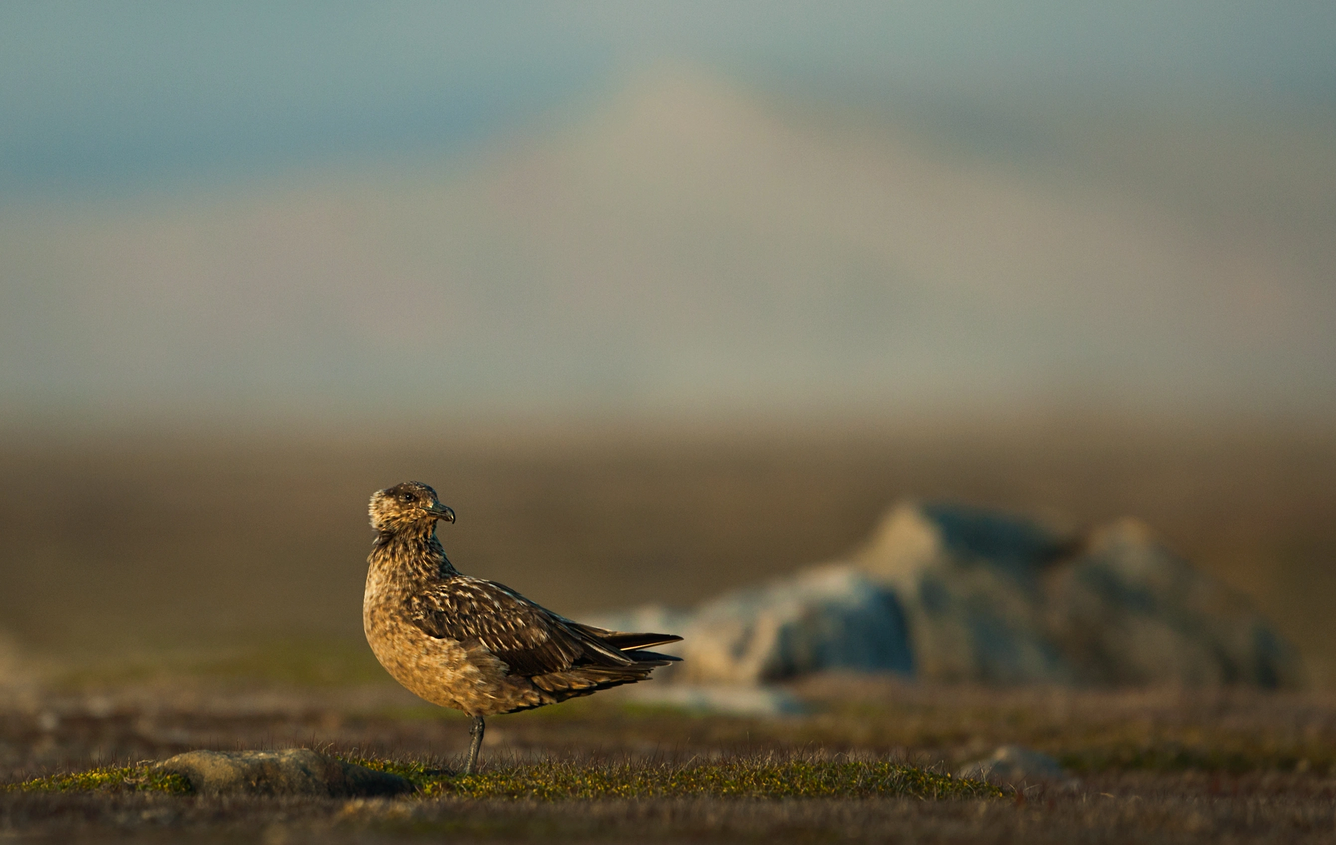 : Stercorarius skua.