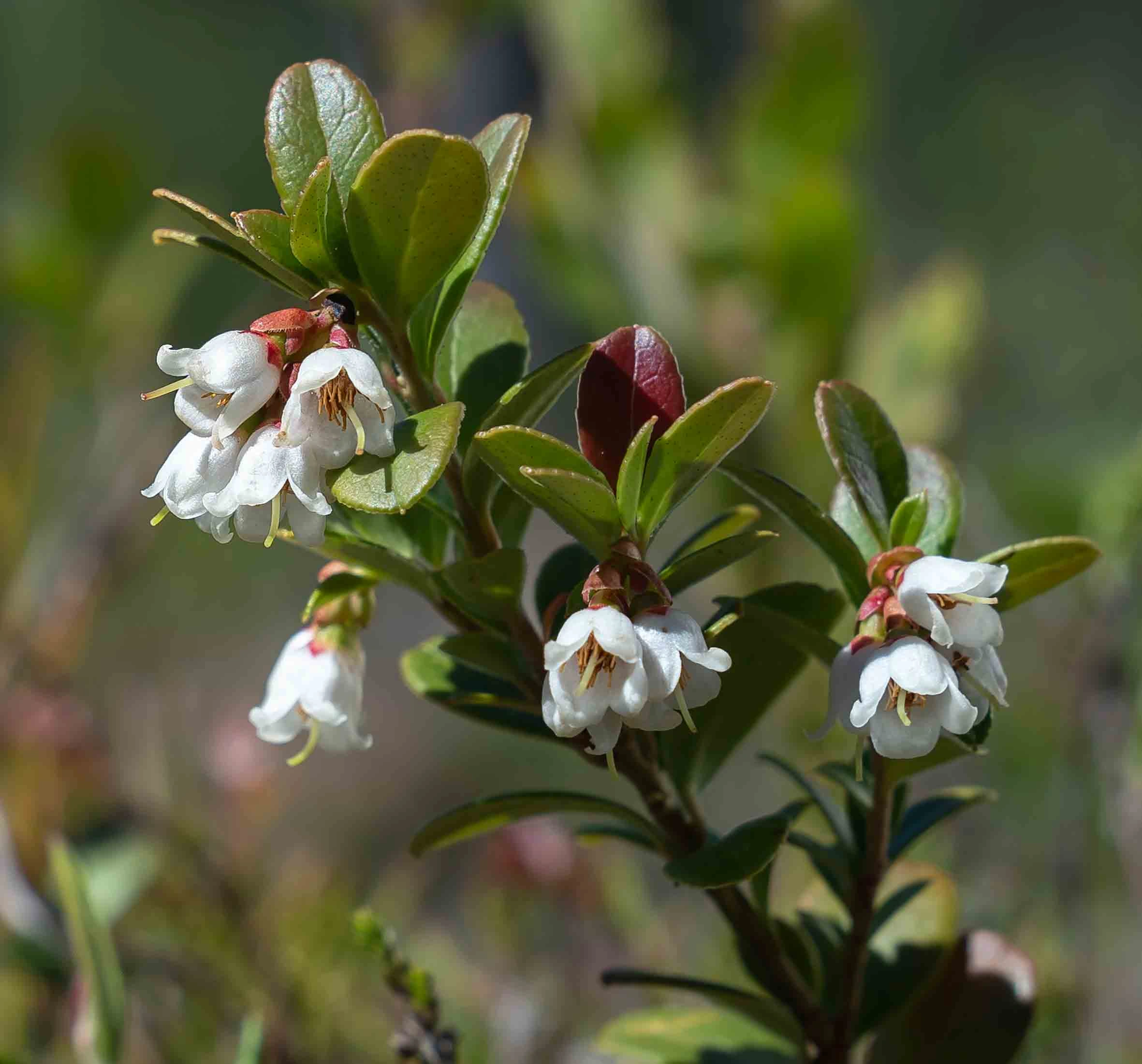 : Vaccinium vitis-idaea.