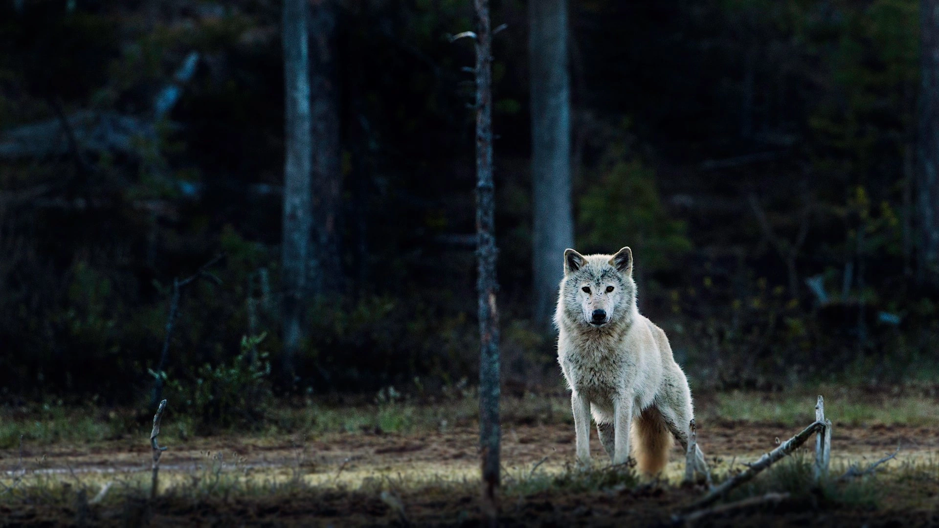 : Canis lupus.