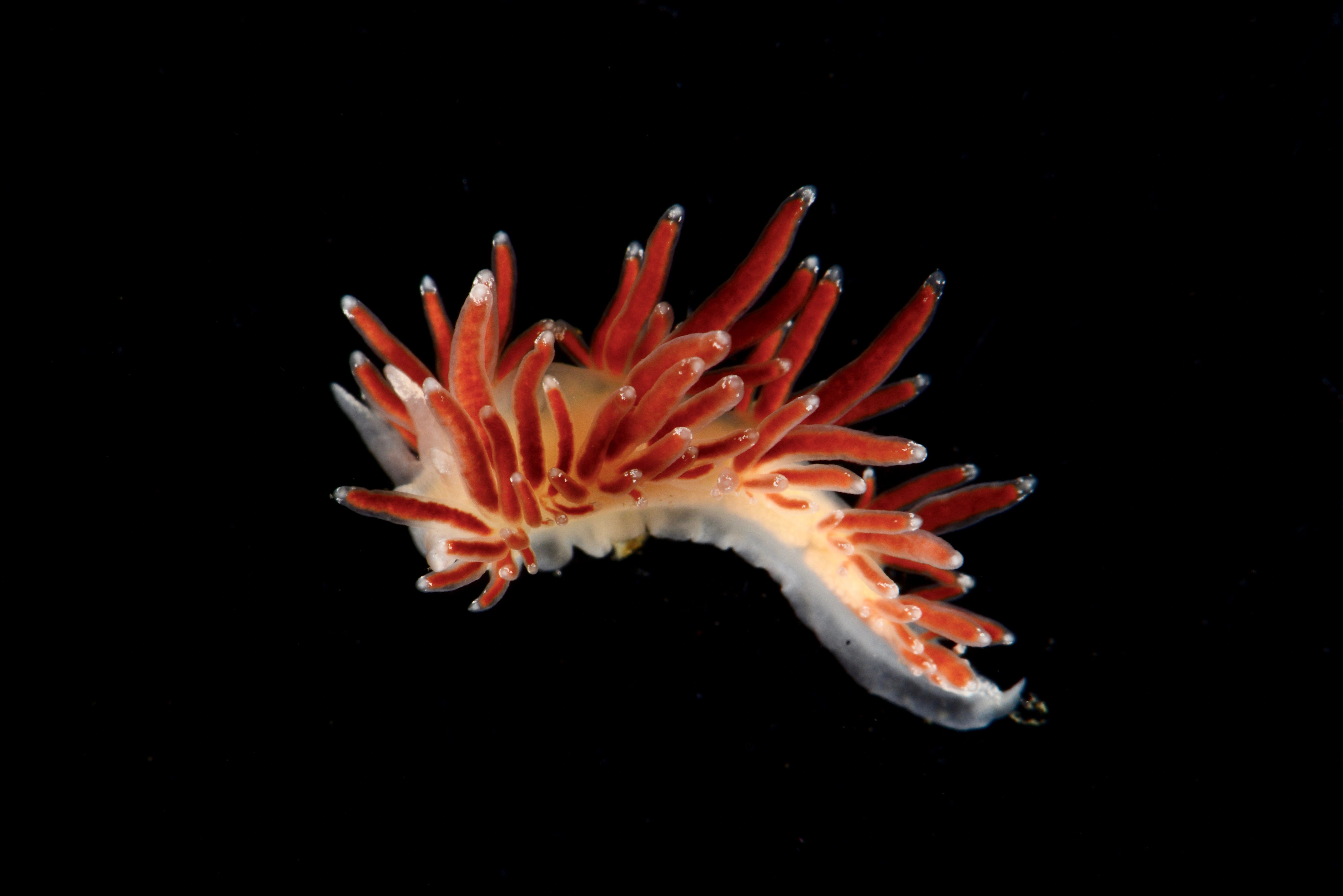 : Coryphella gracilis.