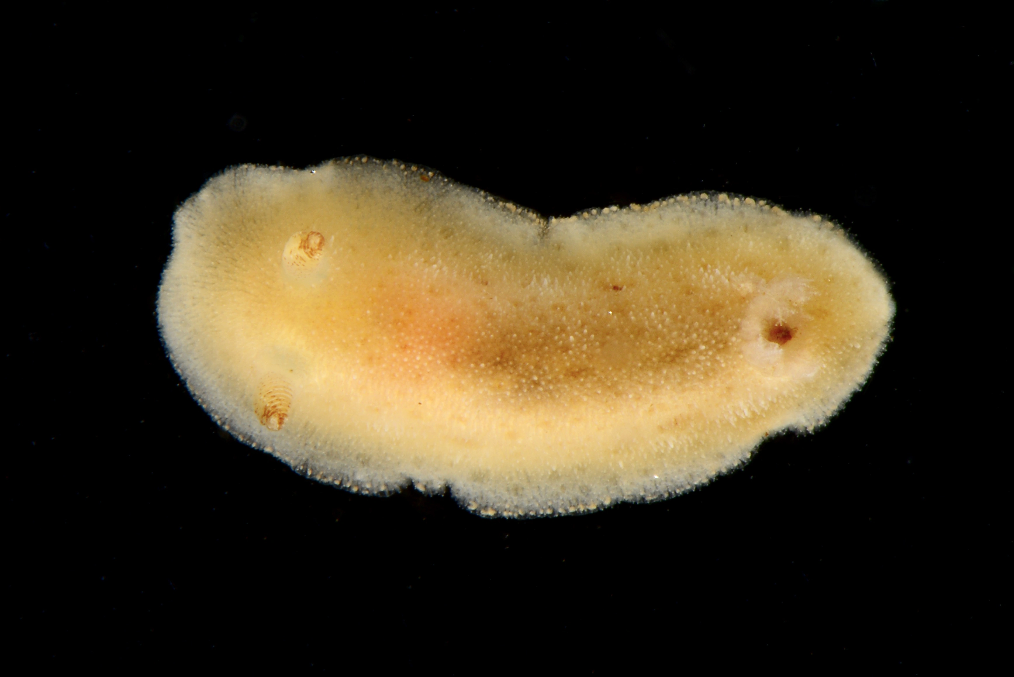 : Jorunna tomentosa.