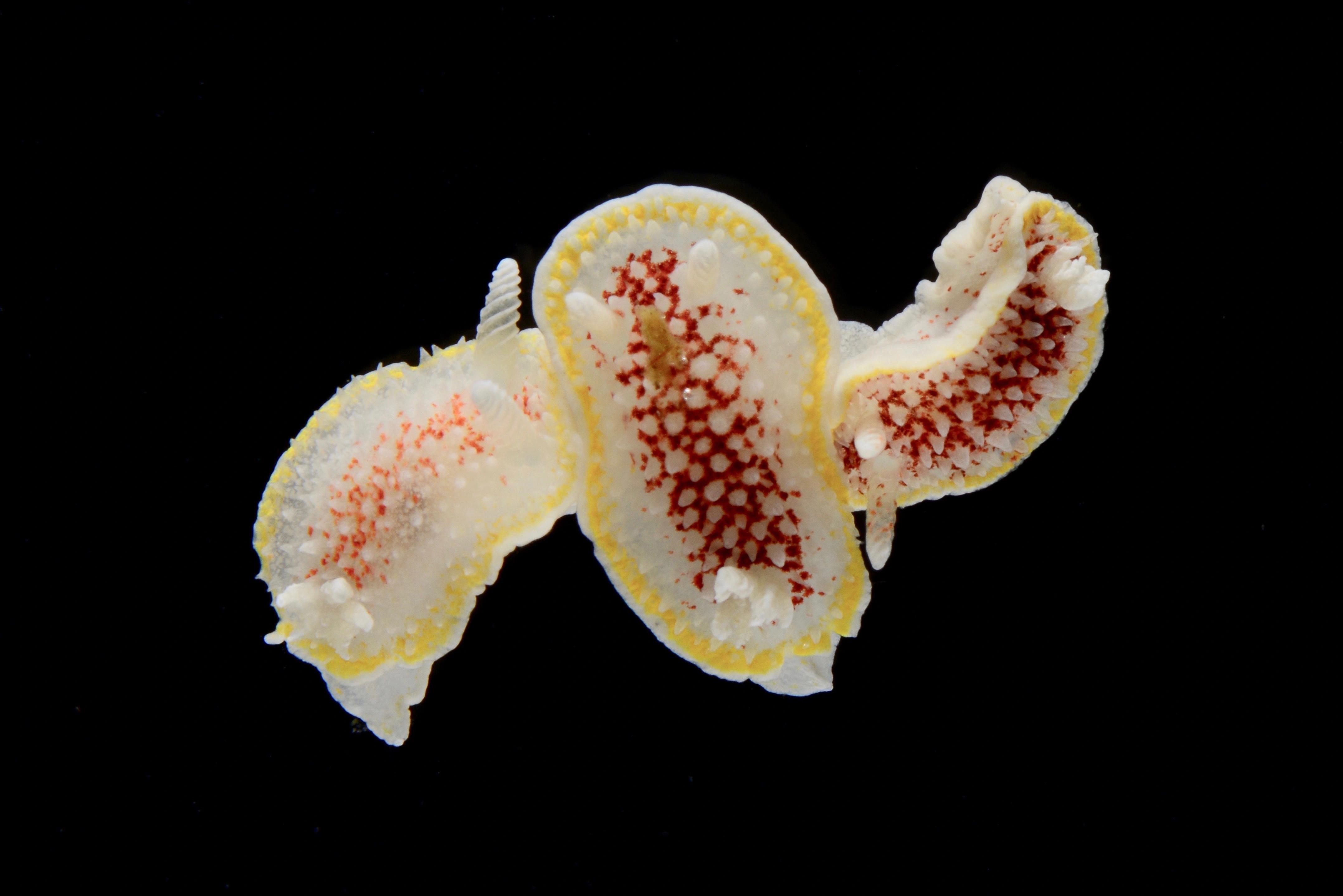 : Diaphorodoris luteocincta.