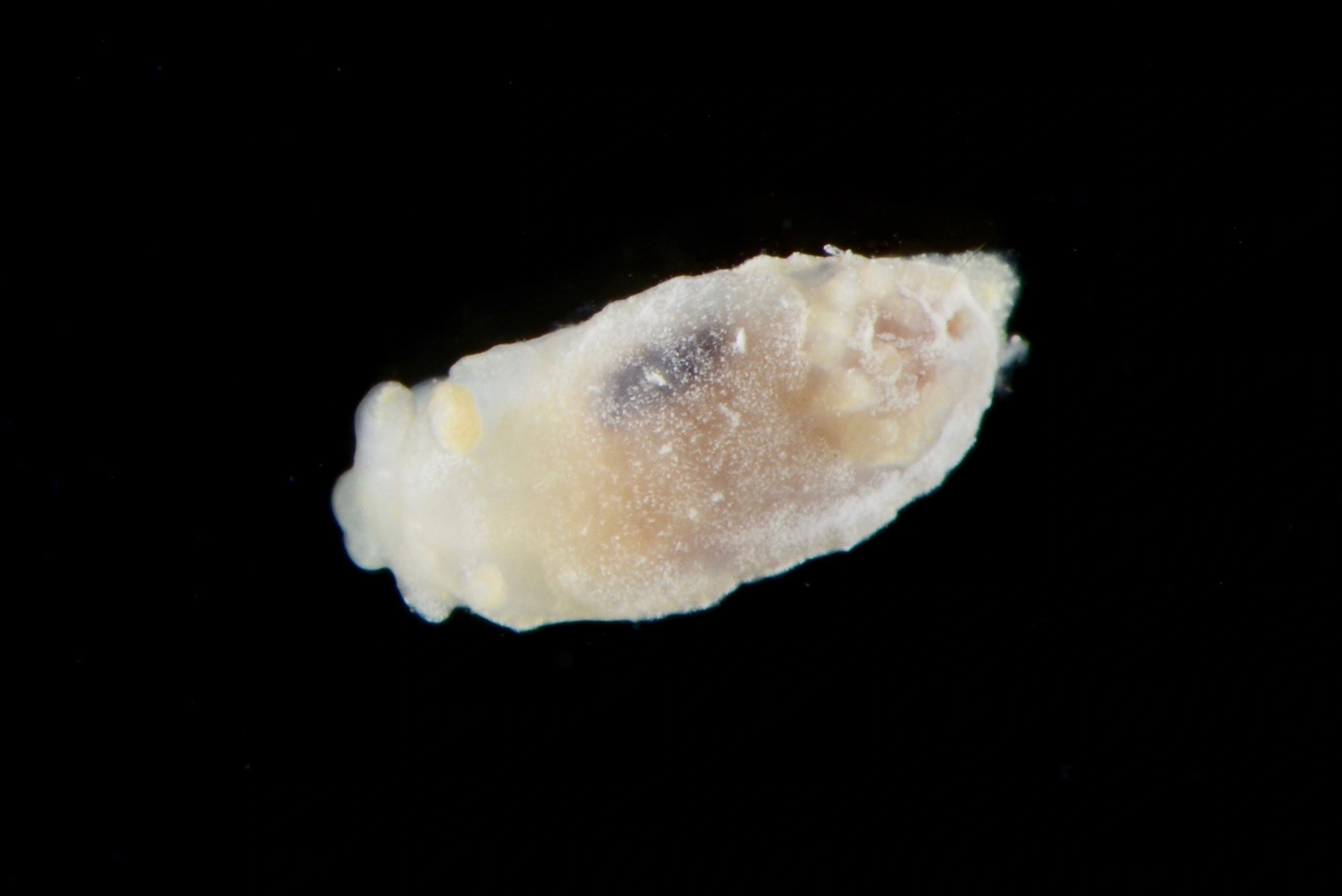 : Goniodoris nodosa.