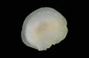 : Cadlina laevis.