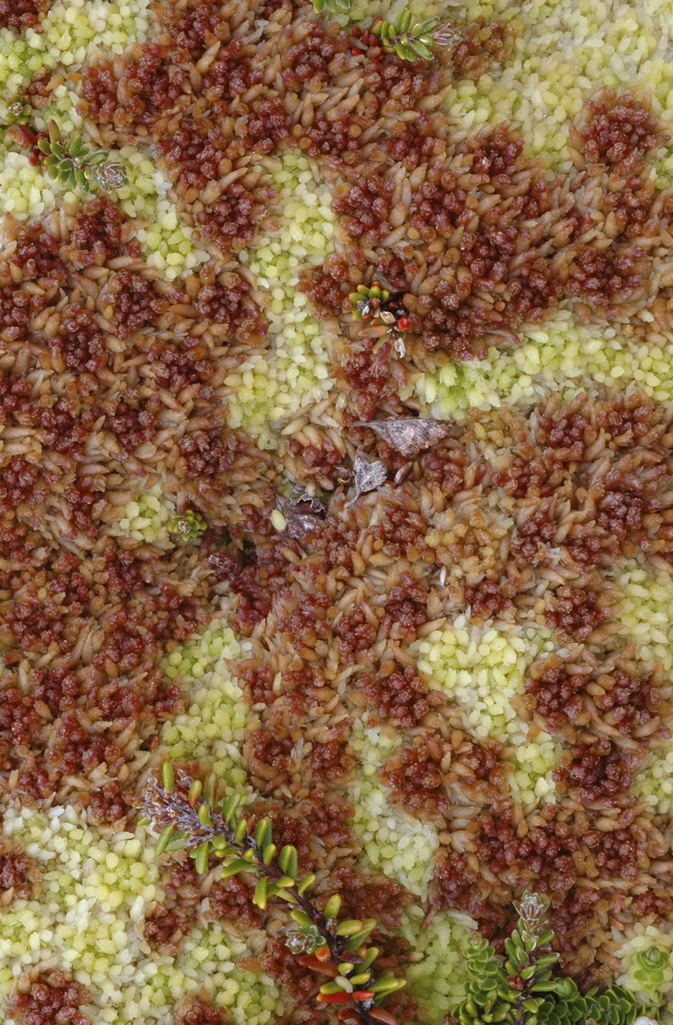 : Sphagnum magellanicum.