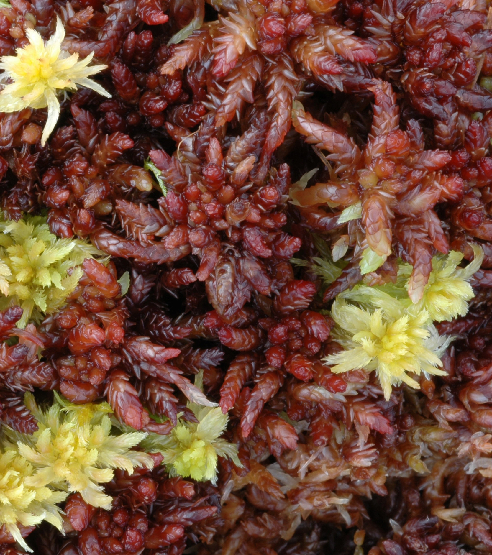 : Sphagnum magellanicum.