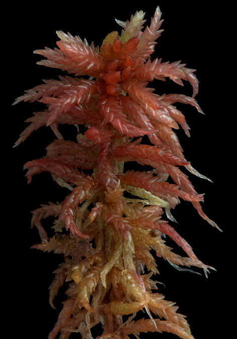 : Sphagnum (Sphagnum) divinum.