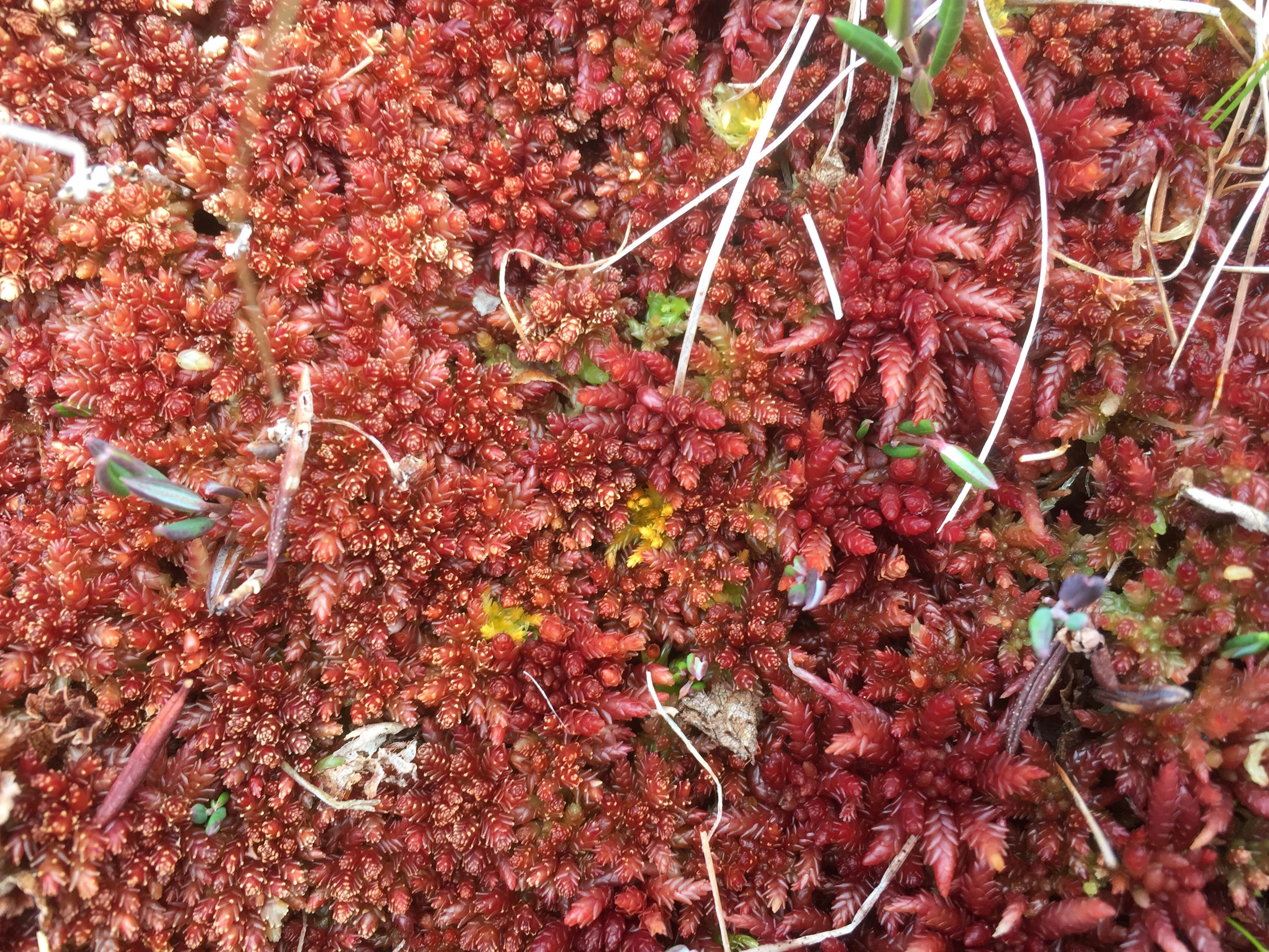 : Sphagnum medium. : Sphagnum divinum.