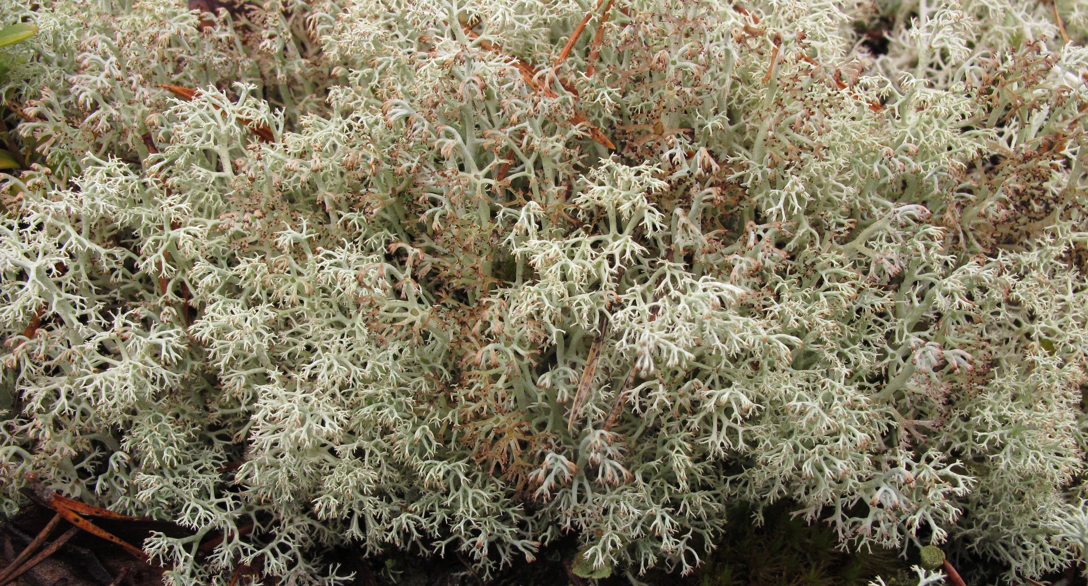 : Cladonia arbuscula. : Cladonia rangiferina.