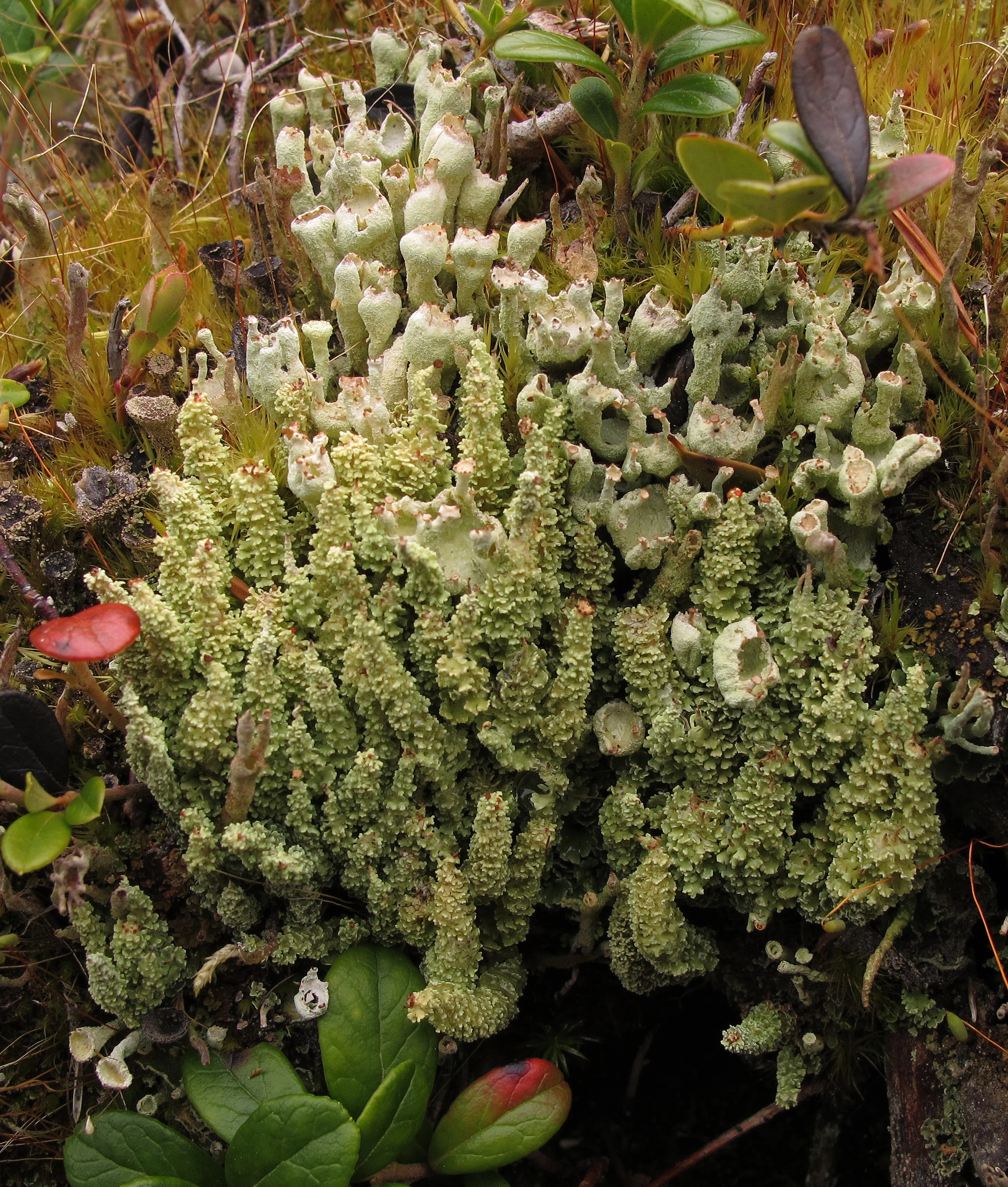 : Cladonia bellidiflora. : Cladonia digitata.