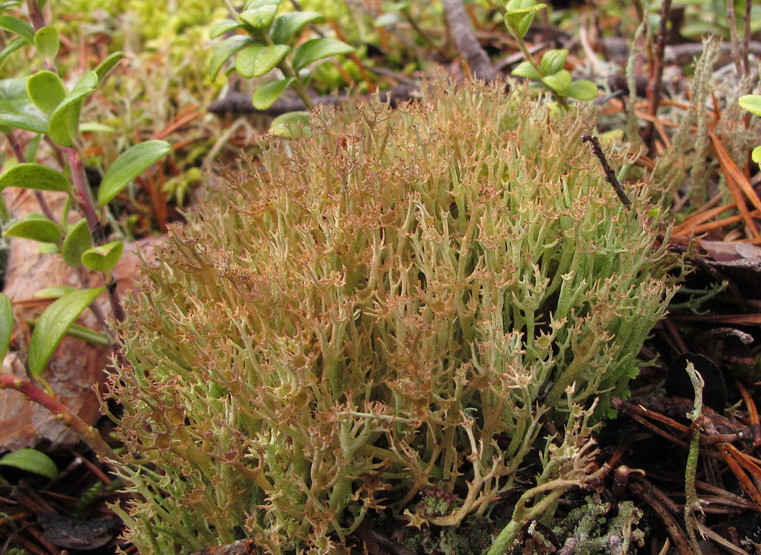 : Cladonia crispata.