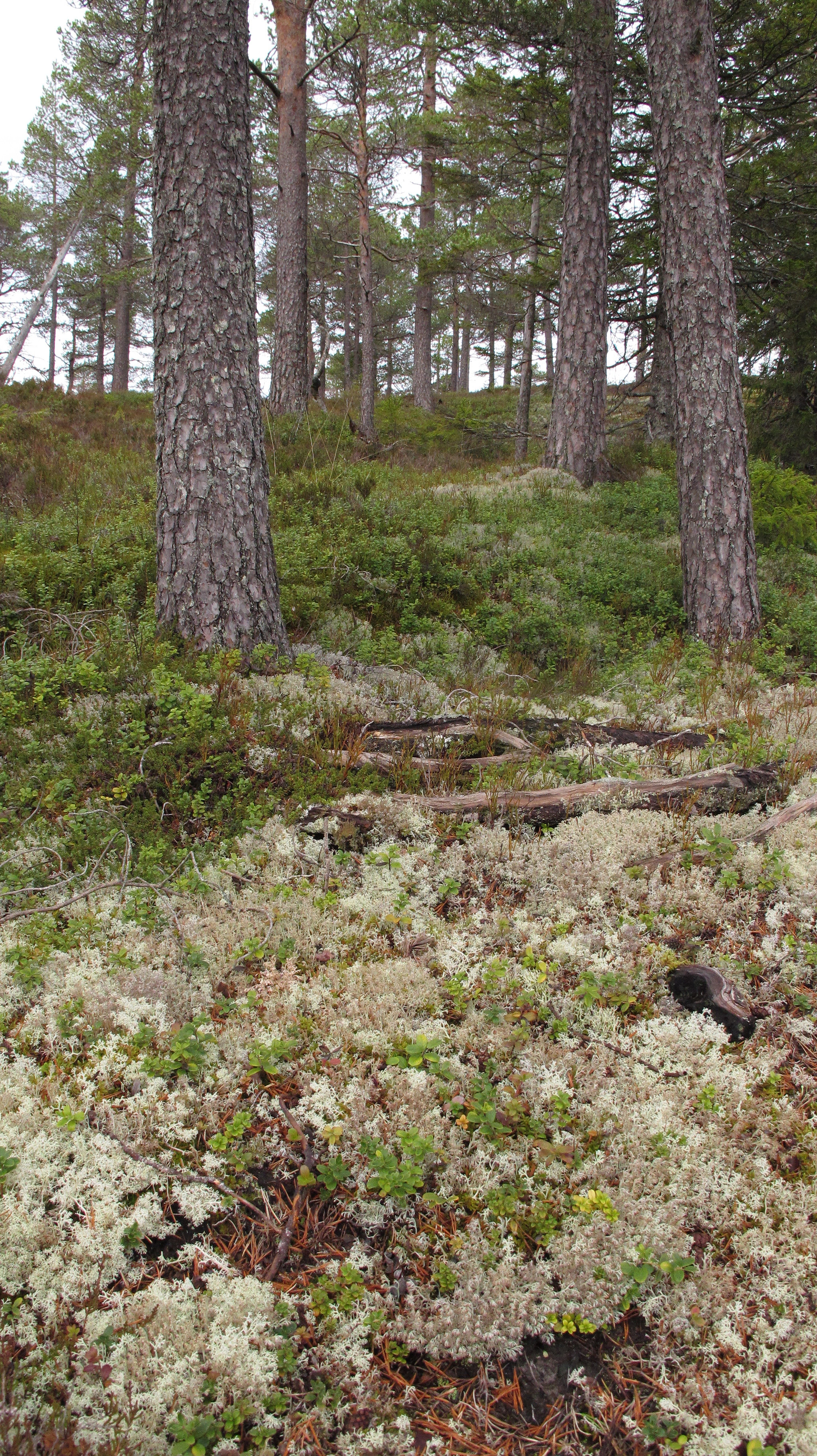 : Cladonia.