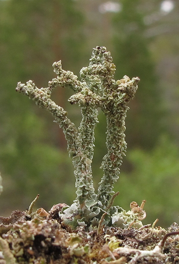 : Cladonia macrophylla.