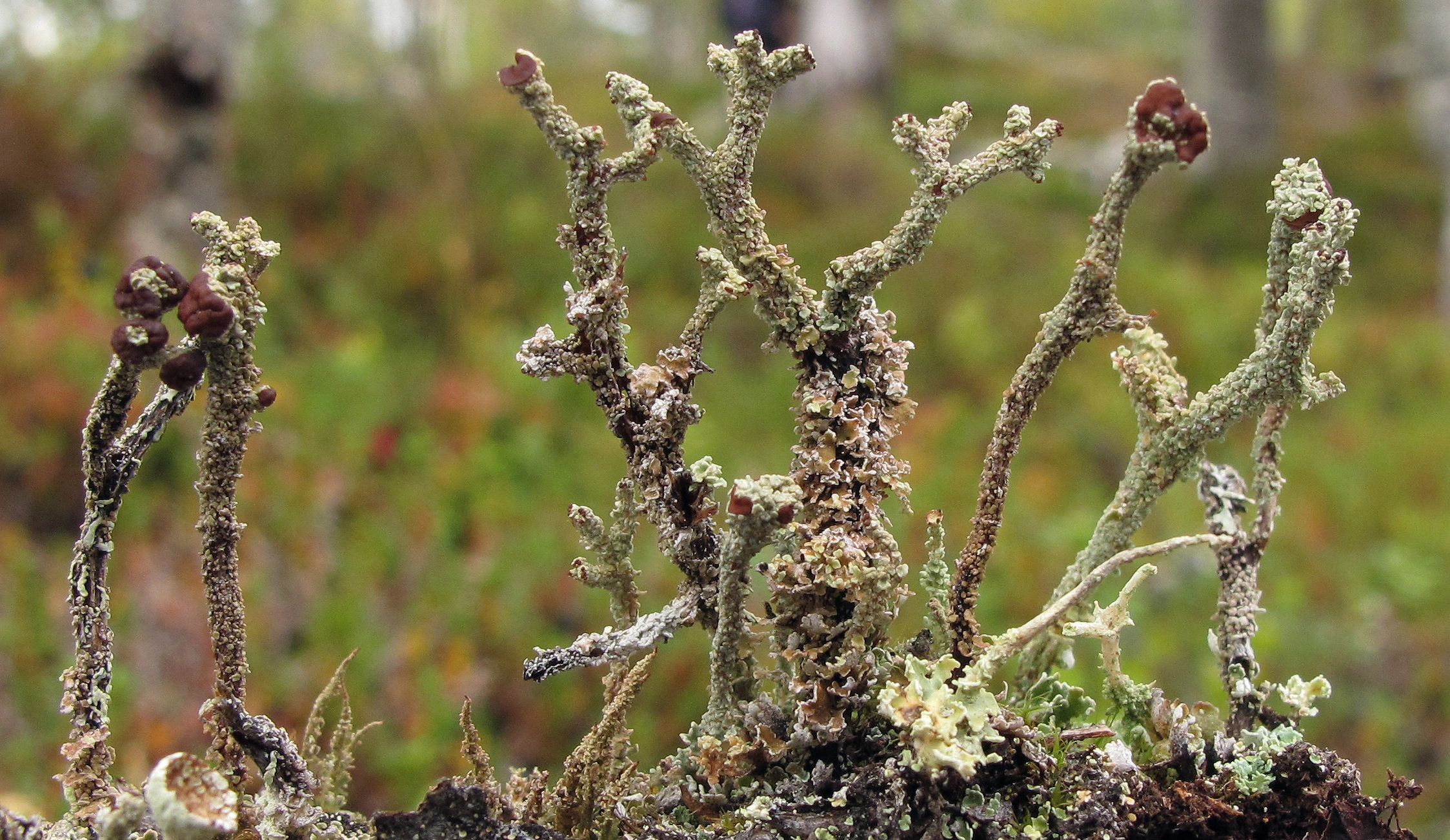 : Cladonia macrophylla.