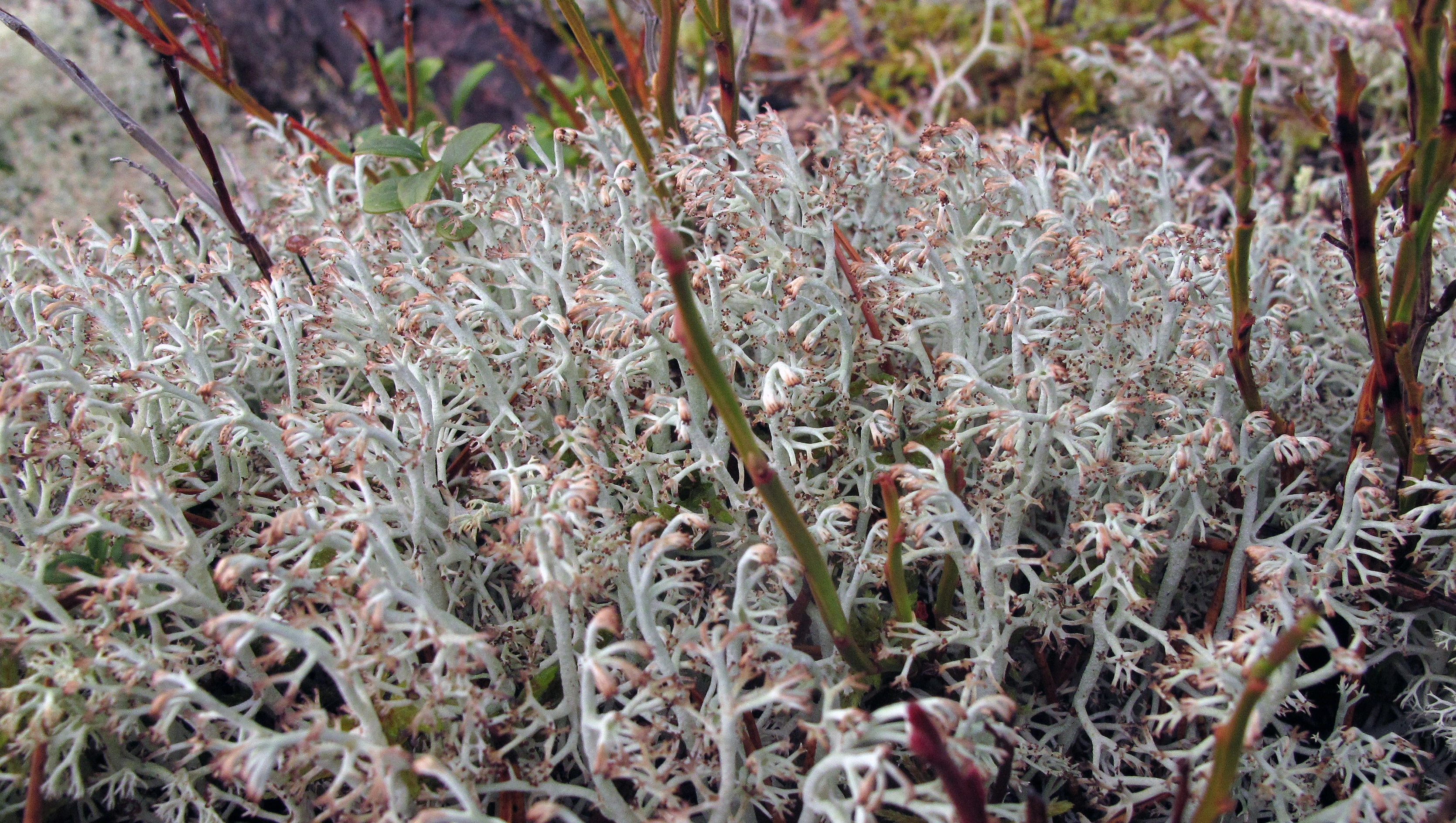 : Cladonia rangiferina.