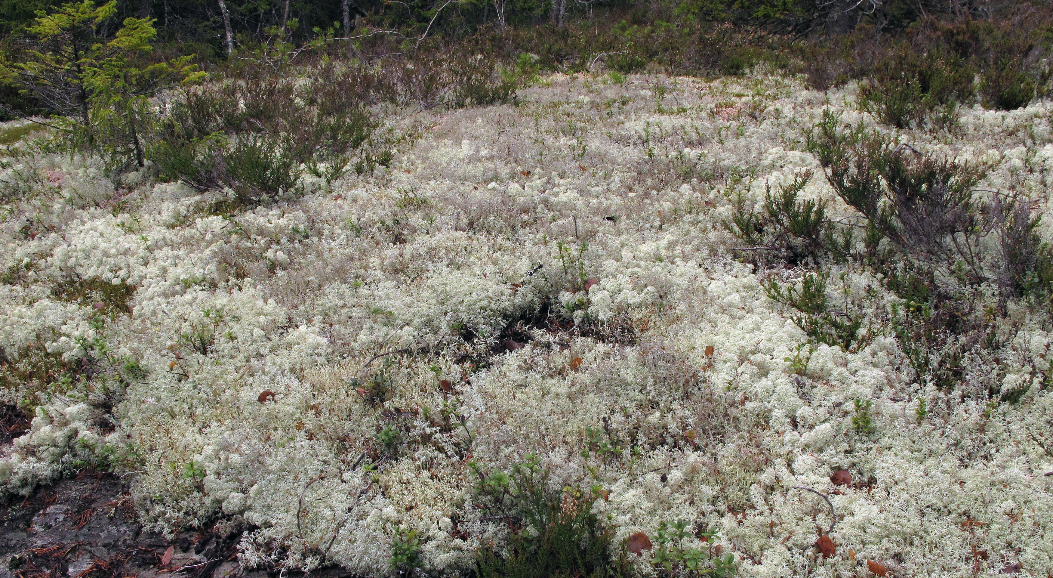 : Cladonia.