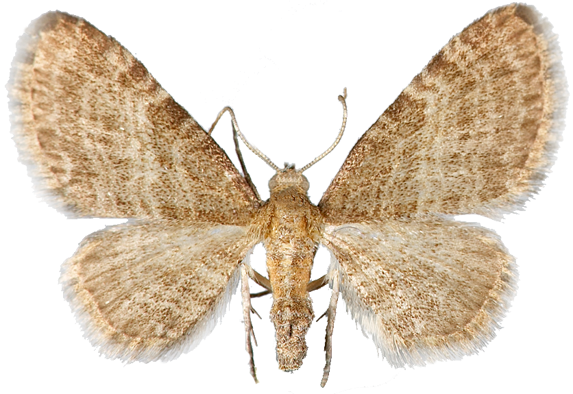 : Eupithecia haworthiata.