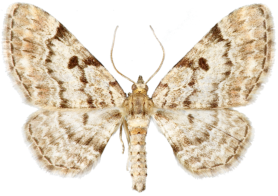 : Eupithecia abietaria.