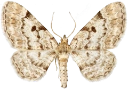 : Eupithecia abietaria.