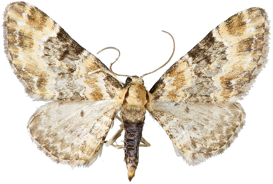 : Eupithecia pulchellata.