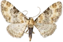 : Eupithecia pulchellata.