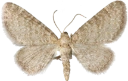 : Eupithecia plumbeolata.