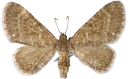 : Eupithecia pygmaeata.