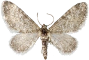 : Eupithecia fennoscandica.