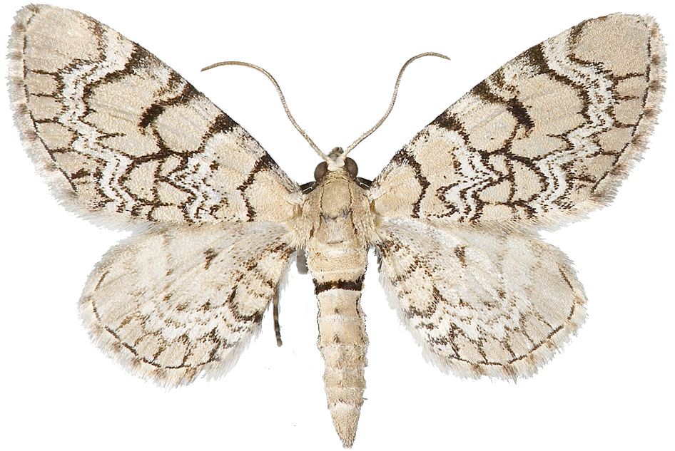 : Eupithecia venosata.