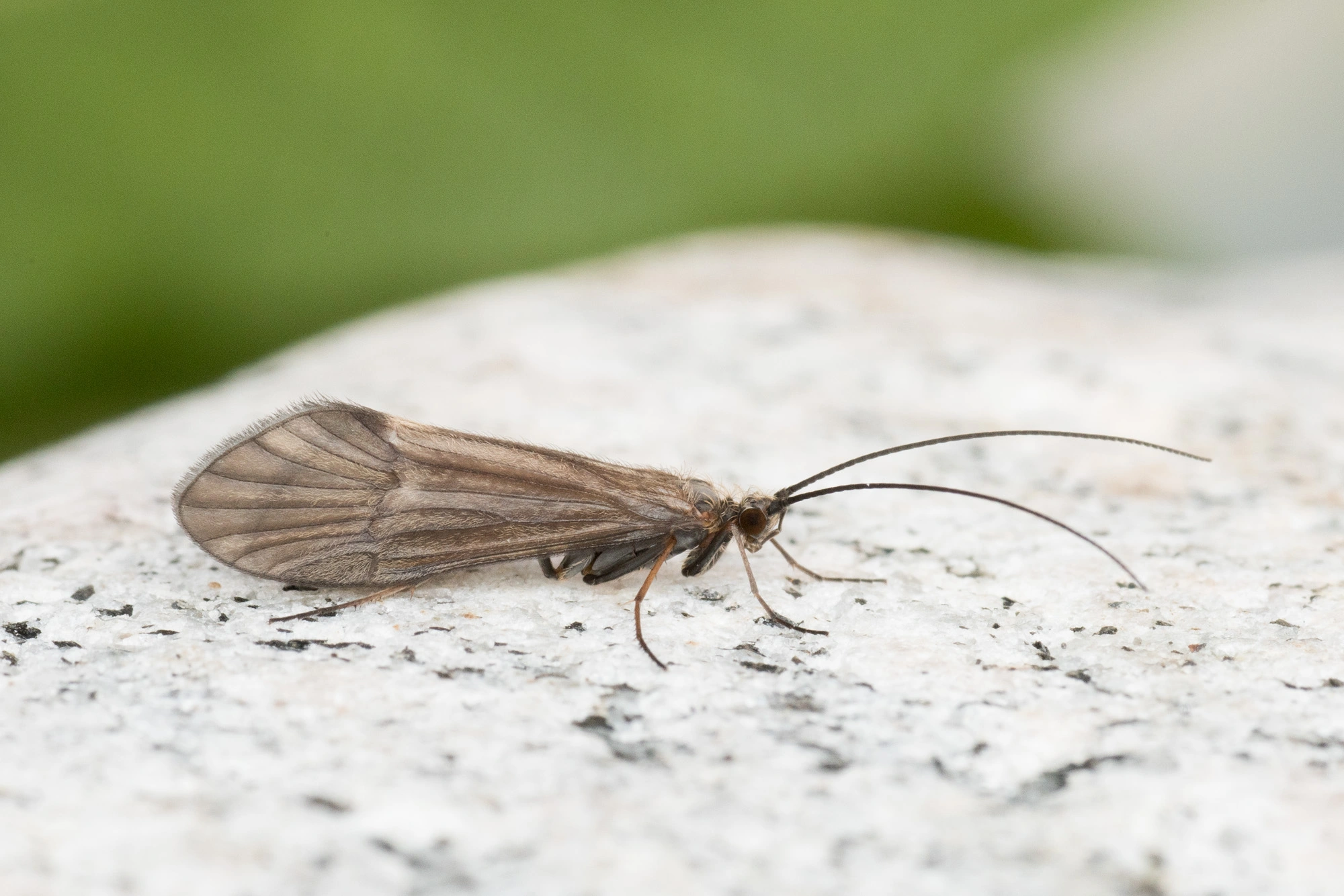 : Apatania stigmatella.