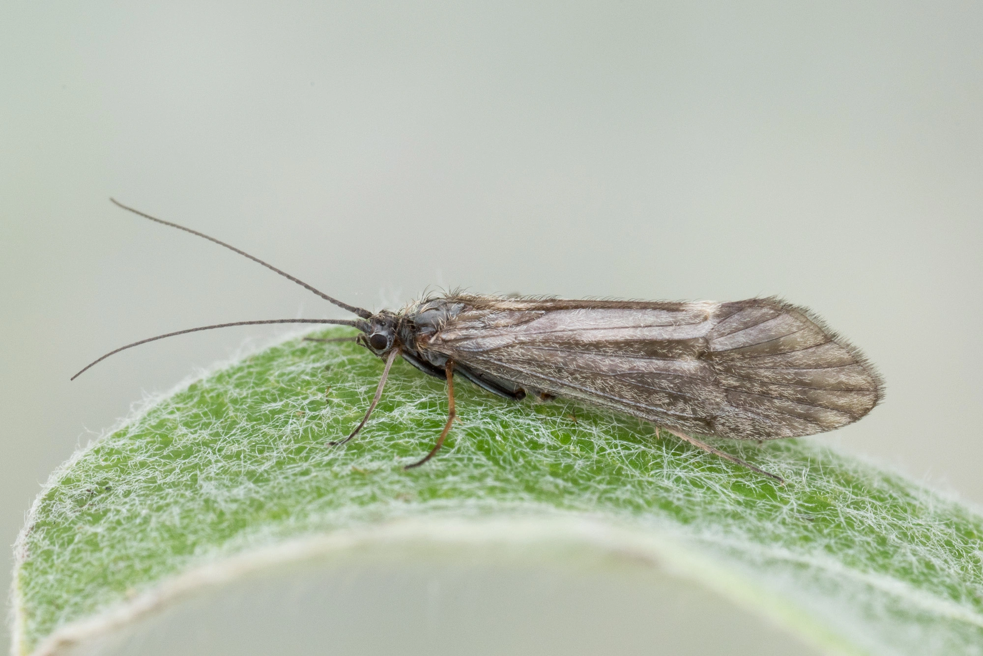 : Apatania zonella.