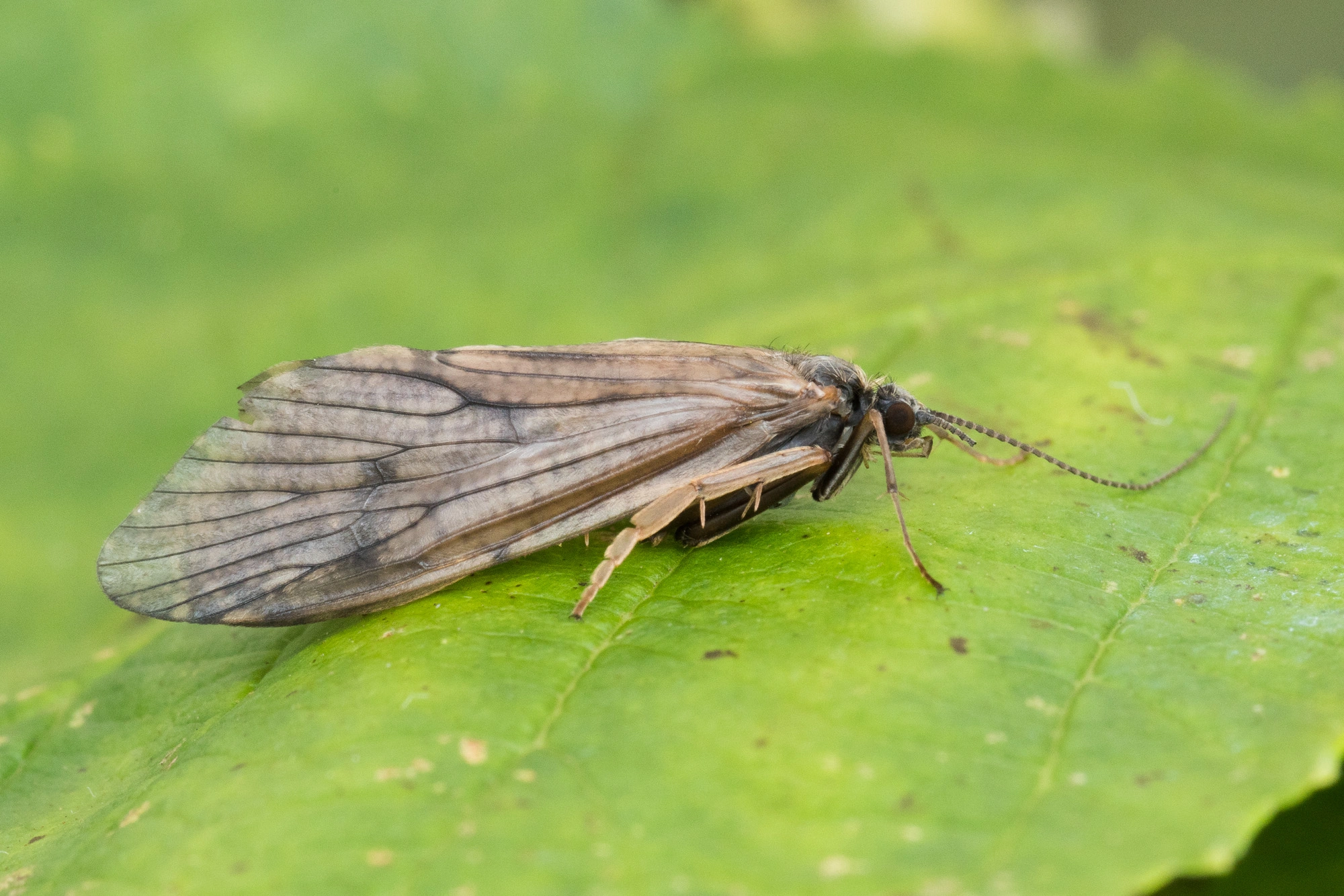 : Arctopsyche ladogensis.