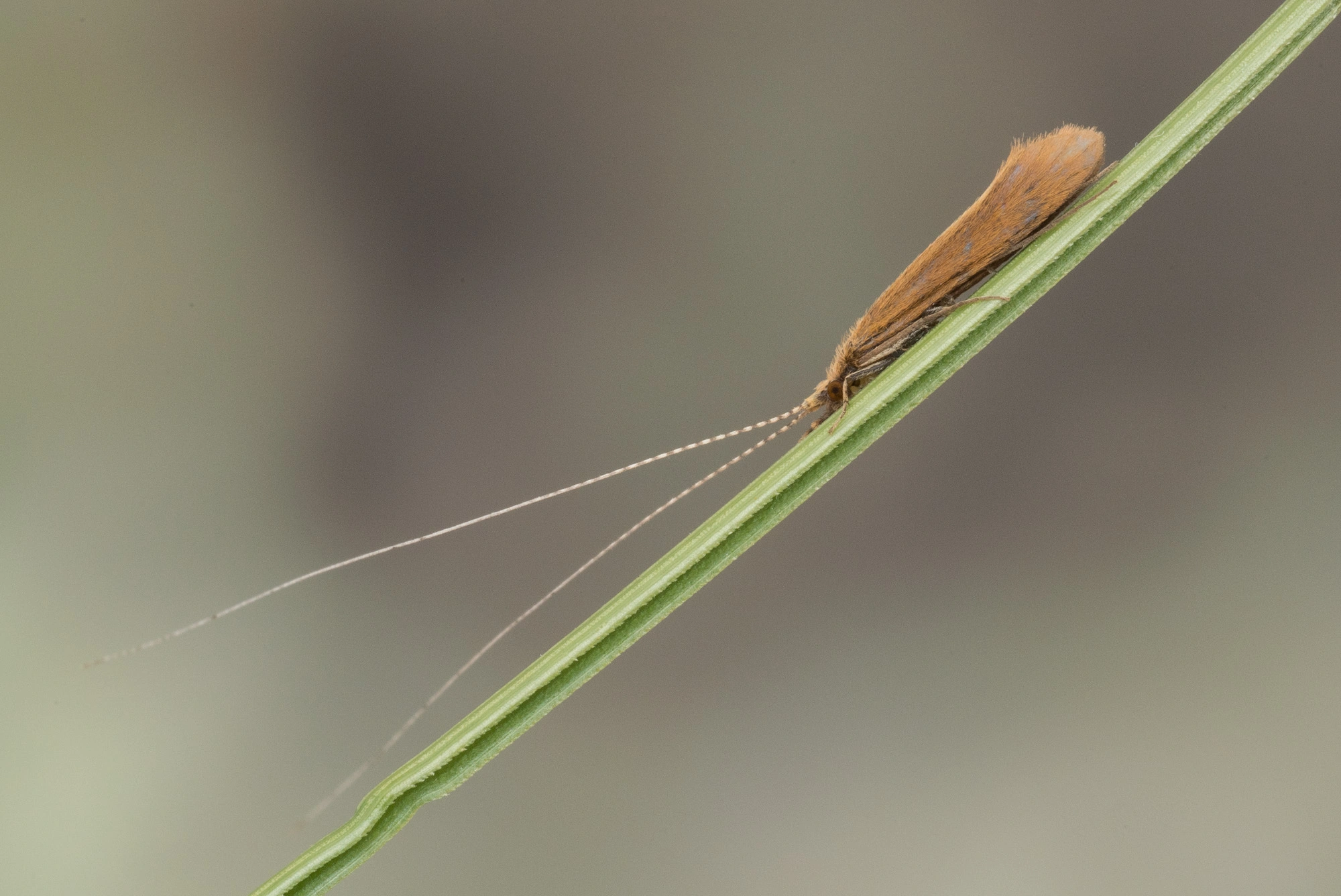 : Triaenodes bicolor.