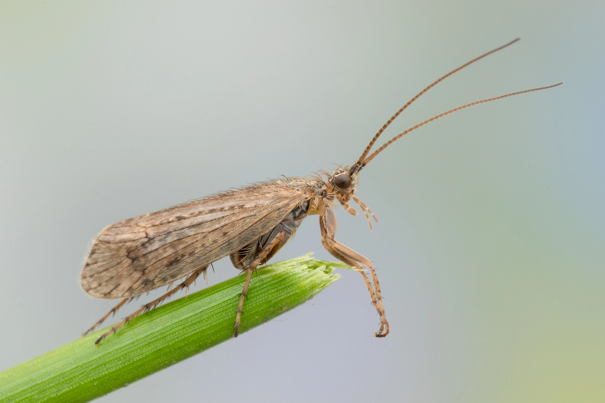 : Colpotaulius incisus.