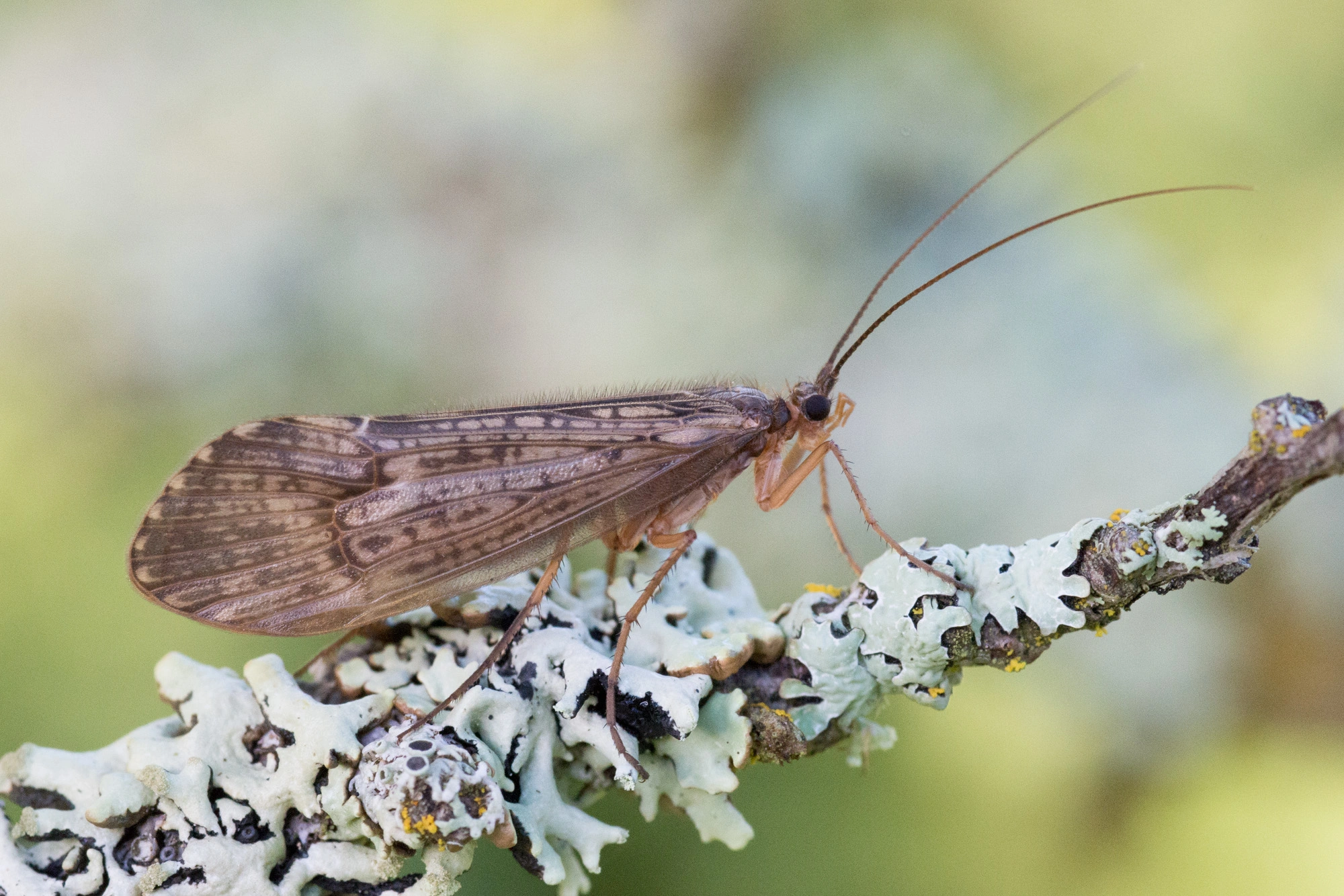 : Halesus tesselatus.