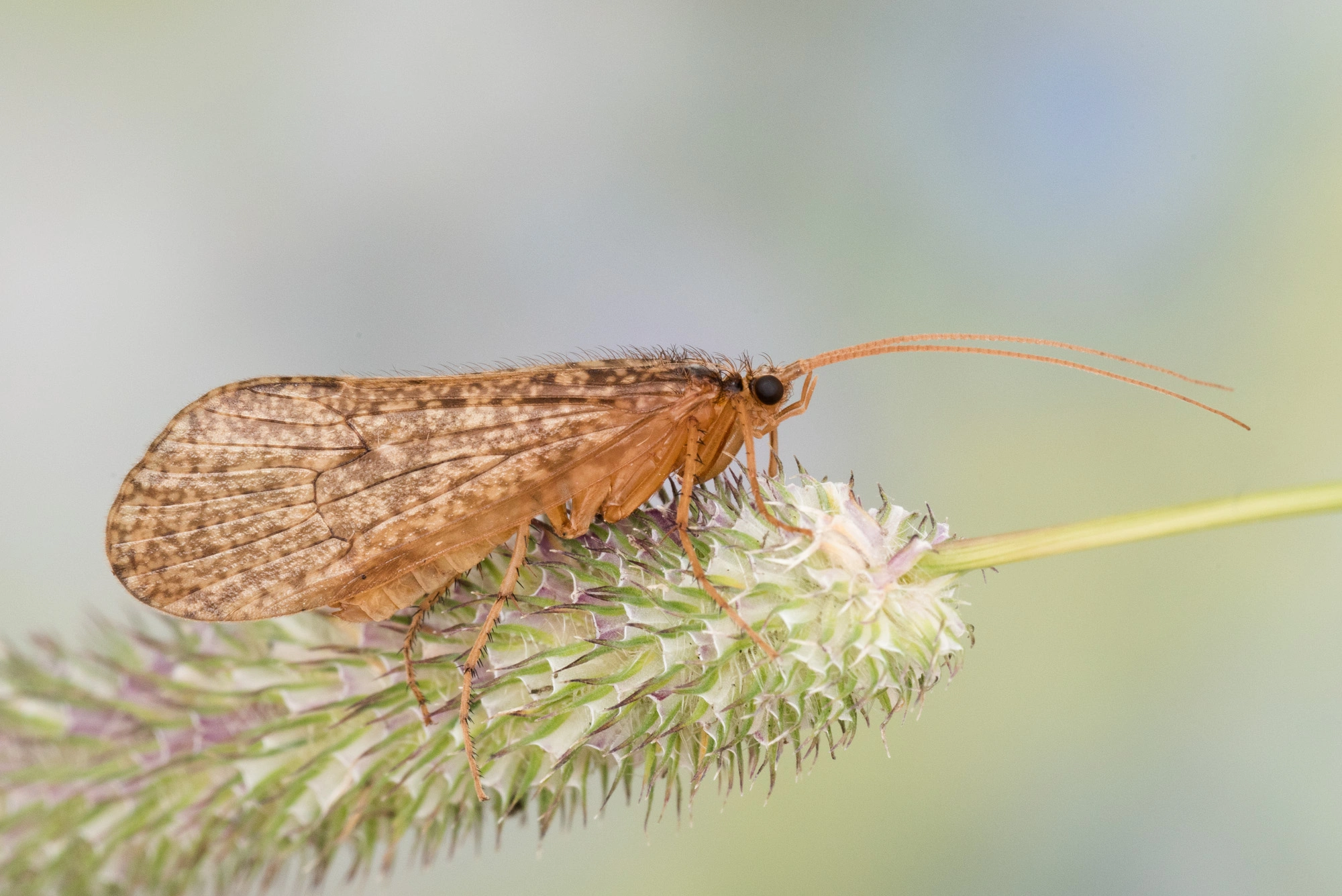 : Micropterna lateralis.