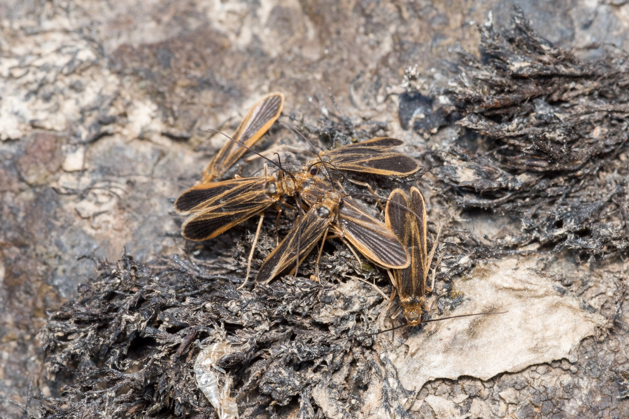 : Chimarra marginata.