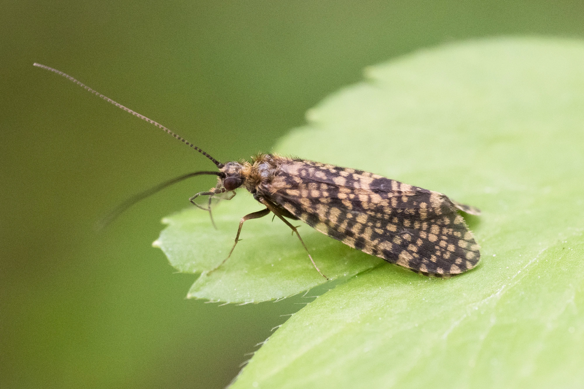 : Philopotamus montanus.