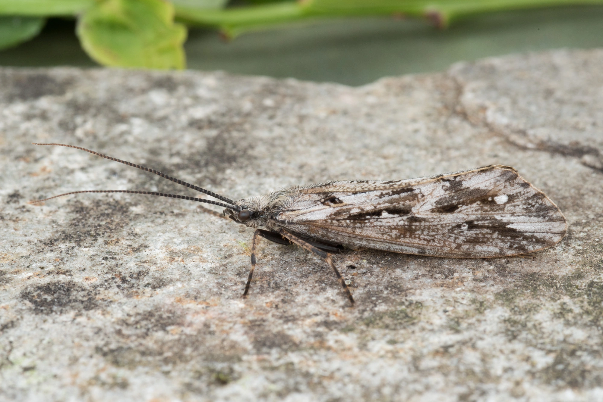 : Phryganea bipunctata.