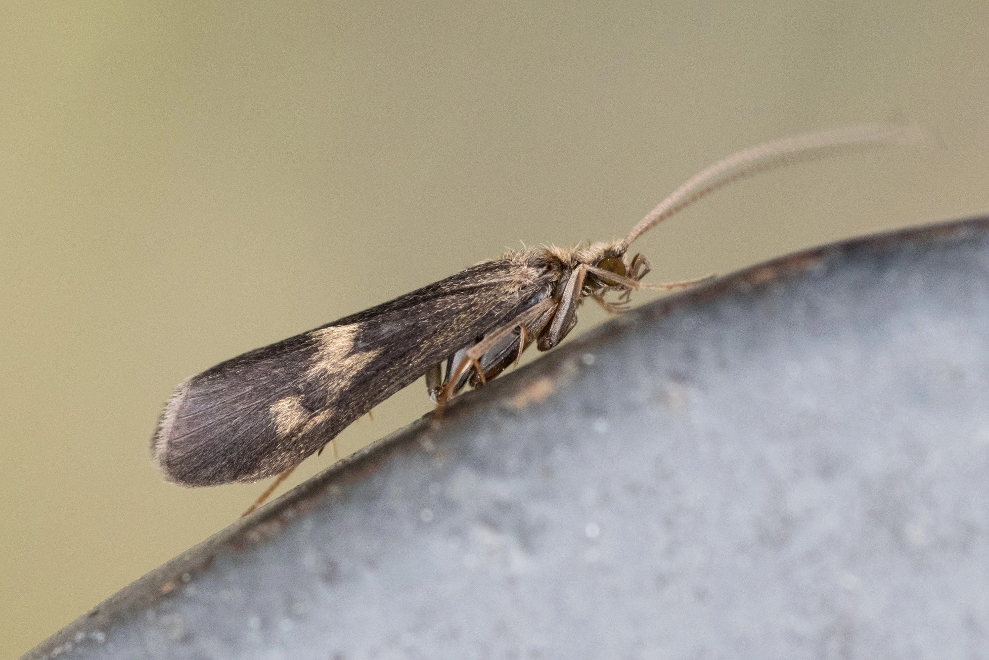 : Neureclipsis bimaculata.