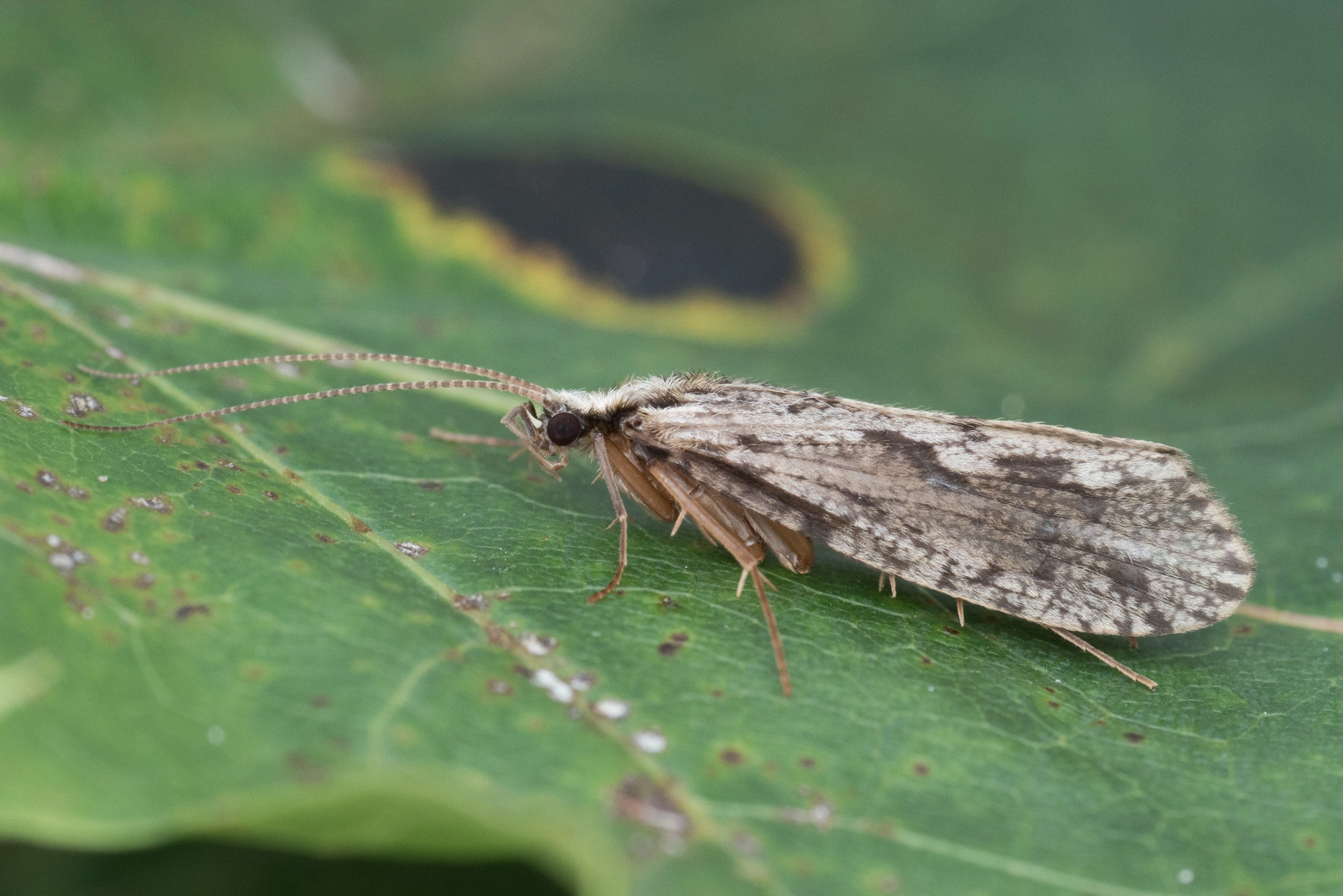 : Plectrocnemia conspersa.