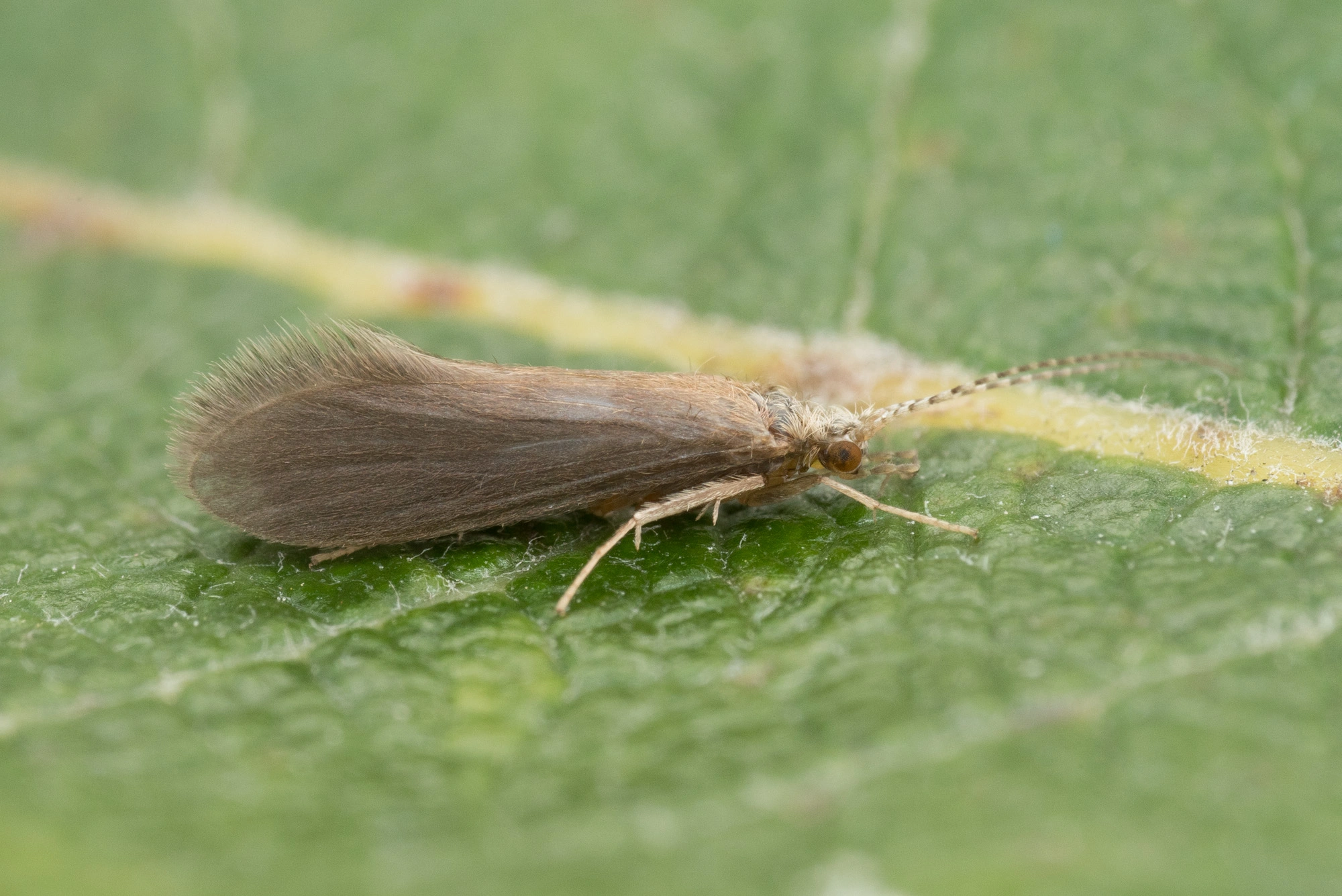 : Psychomyia pusilla.